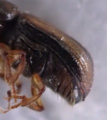 Trypodendron lineatum