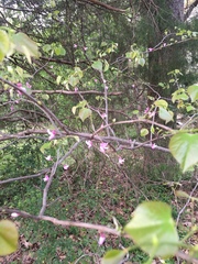Cercis canadensis