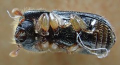 Trypodendron lineatum