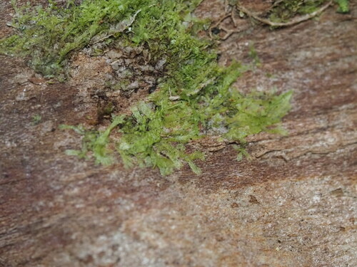 Metzgeria furcata observed 2024-01-04
