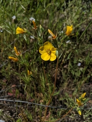 Mentzelia gracilenta