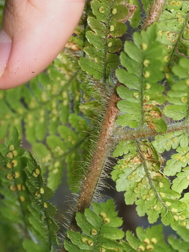 Dryopteris rubiginosa