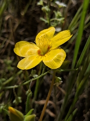Mentzelia gracilenta