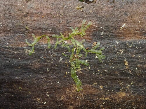 Metzgeria furcata observed 2024-01-04