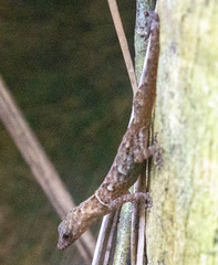 Eyespot Gecko photo 4