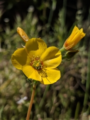 Mentzelia gracilenta