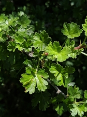 Ribes quercetorum
