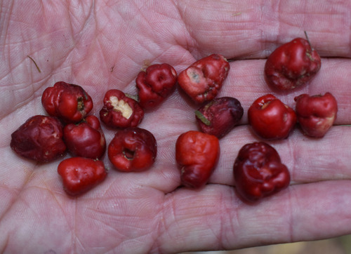 Syzygium claviflorum observed 2023-11-22