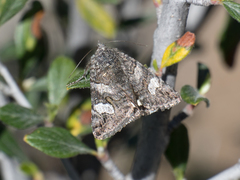 Litocala sexsignata