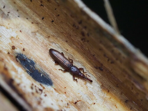 Stenotrupis prolixa observed 2024-01-04