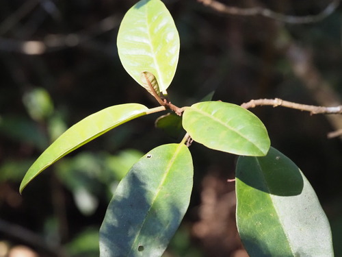 Image of Nothocestrum longifolium by (c) Kevin Faccenda, some rights reserved (CC BY)