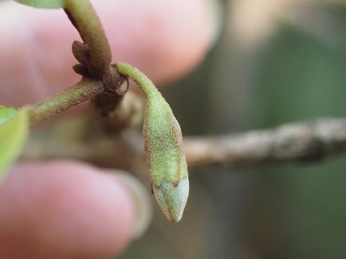 longleaf 'aiea (Nothocestrum longifolium)