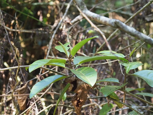 Image of Nothocestrum longifolium by (c) Kevin Faccenda, some rights reserved (CC BY)