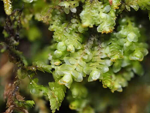Scapania grossidens observed 2024-01-04