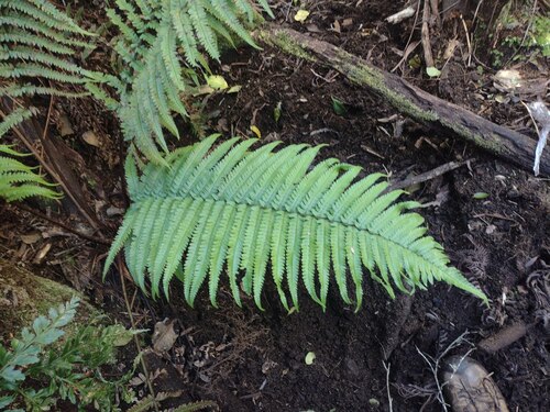 Dryopteris fuscoatra