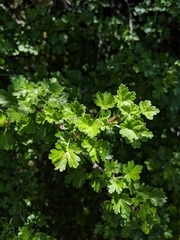 Ribes quercetorum