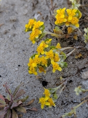 Eriophyllum multicaule