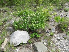 Physocarpus ribesifolia