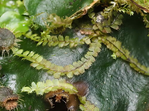 Image of Leptoscyphus baldwinii by (c) Kevin Faccenda, some rights reserved (CC BY)