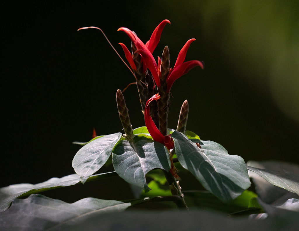 Aphelandra pulcherrima
