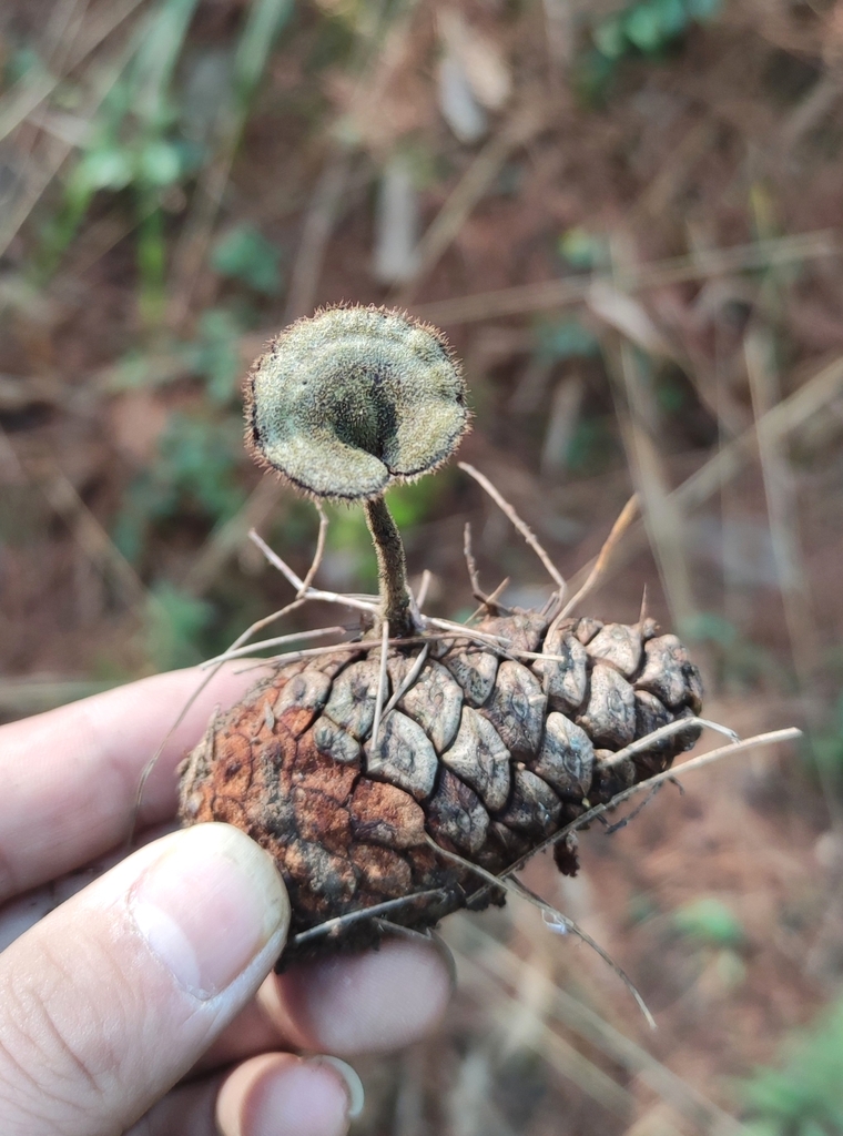 Auriscalpium orientale