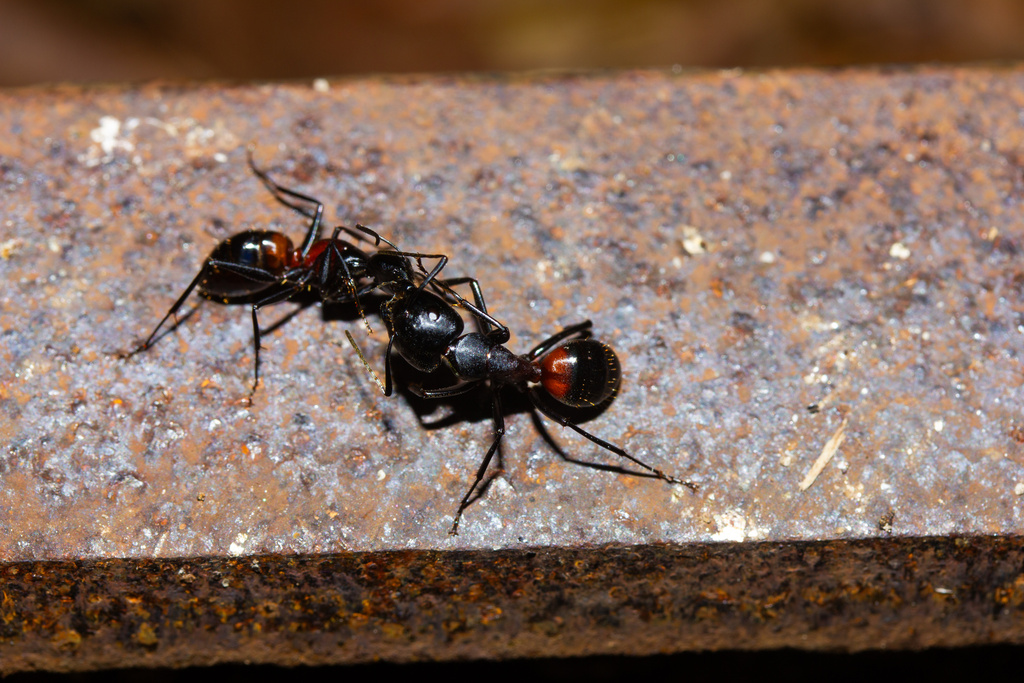 Camponotus hemichlaena from Yakushima National Park, Yakushima, Kumage ...