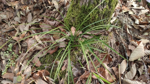 Cymbidium serratum