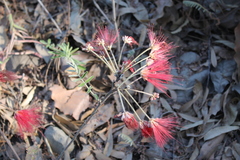 Calliandra hirsuta