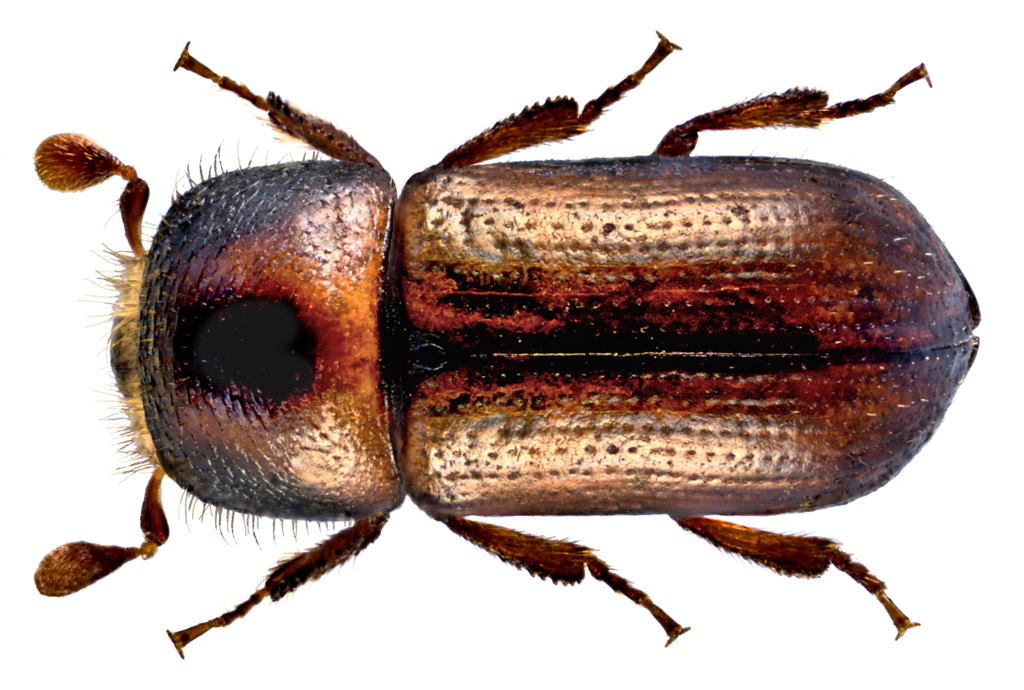 Lineated Bark Beetle