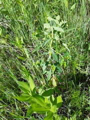 Euphorbia spathulata