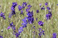 Delphinium variegatum