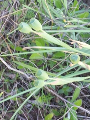 Nemastylis geminiflora