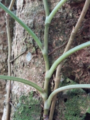 Syngonium erythrophyllum, photograph (c) Daniel Mesa, some rights reserved (CC BY)