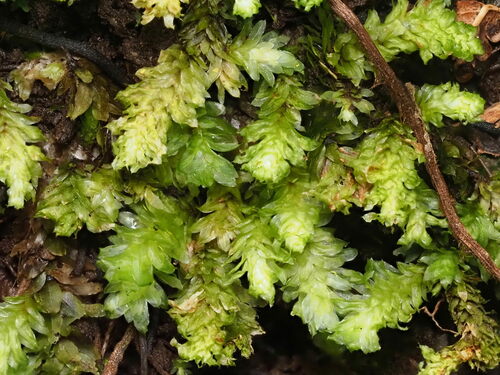 Distichophyllum freycinetii
