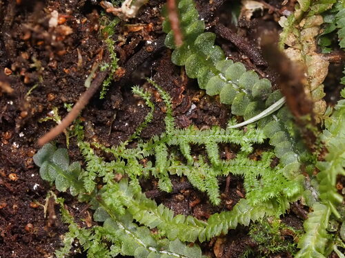 Lepidozia australis