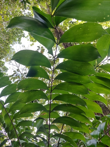 Zamia obliqua (Zamia obliqua)