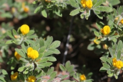 Acmispon brachycarpus