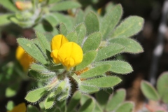 Acmispon brachycarpus