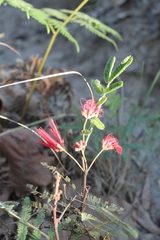 Calliandra hirsuta