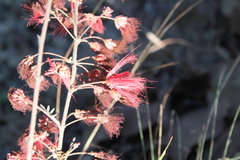 Calliandra hirsuta