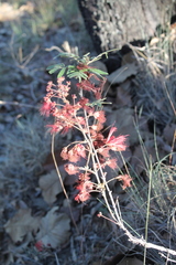 Calliandra hirsuta