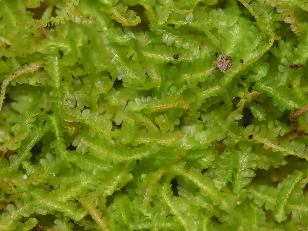 Notoscyphus lutescens