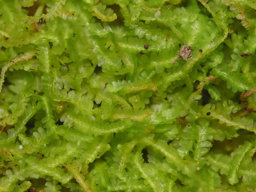 Notoscyphus lutescens
