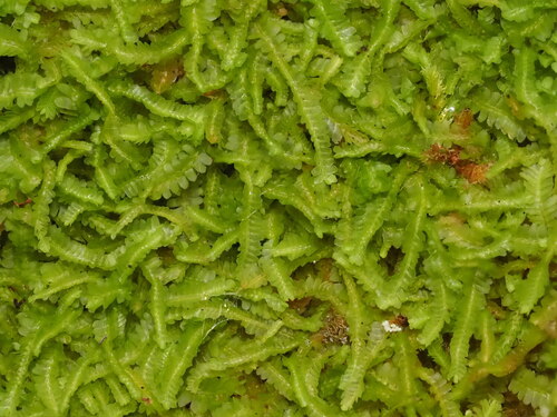Notoscyphus lutescens