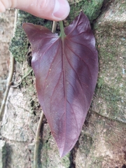 Syngonium erythrophyllum, photograph (c) Daniel Mesa, some rights reserved (CC BY)