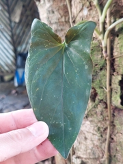 Syngonium erythrophyllum, photograph (c) Daniel Mesa, some rights reserved (CC BY)