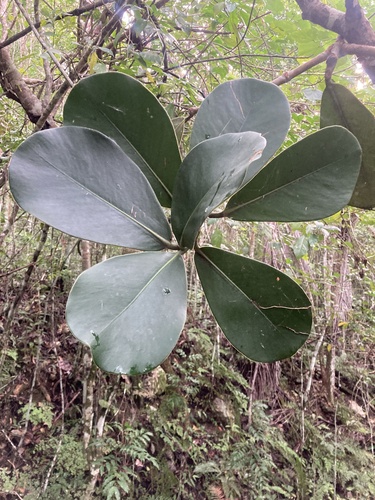 Foto de Abaneiro