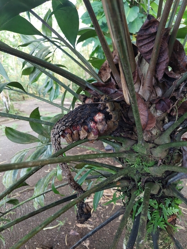 Image of Zamia obliqua by (c) Daniel Mesa, some rights reserved (CC BY)