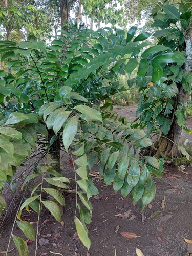 Image of Zamia obliqua by (c) Daniel Mesa, some rights reserved (CC BY)