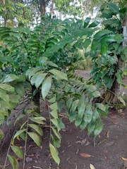 Zamia obliqua, photograph (c) Daniel Mesa, some rights reserved (CC BY)